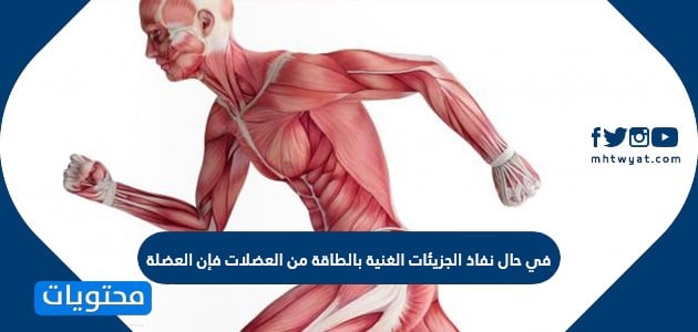 يخزن الغذاء في عضلات جسم الإنسان على صورة طاقة
