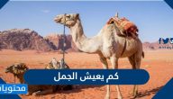 كم سنة يعيش الجمل