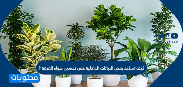 كيف تساعد بعض النباتات الداخلية على تحسين هواء الغرفة ؟
