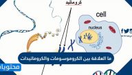 ما العلاقة بين الكروموسومات والكروماتيدات
