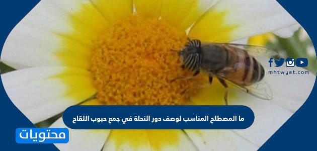 ما المصطلح المناسب لوصف دور النحلة في جمع حبوب اللقاح
