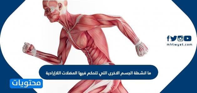 ما انشطة الجسم الاخرى التي تتحكم فيها العضلات اللاإرادية موقع محتويات