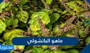ما هو الباتشولي وما استخداماته
