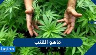ما هو القنب .. استخدامات واضرار نبتة القنب بالتفصيل