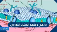 ما هي وظيفة الغشاء البلازمي وما هي وظائفه ومكوناته