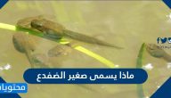 ماذا يسمى صغير الضفدع