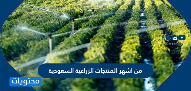 من اشهر المنتجات الزراعية السعودية
