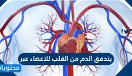 يتدفق الدم من القلب للاعضاء عبر