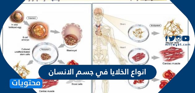 ما هي انواع الخلايا في جسم الانسان وما مكوناتها ووظائفها موقع محتويات