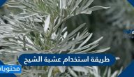 طريقة استخدام عشبة الشيح