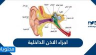 ما هي اجزاء الاذن الداخلية