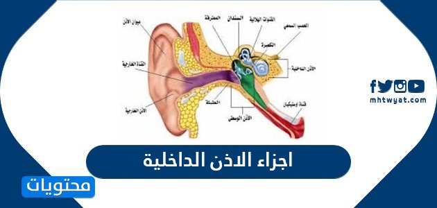 ما هي اجزاء الاذن الداخلية
