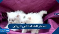 اسعار القطط في الرياض 2025