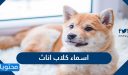 اسماء كلاب اناث مميزة 2025