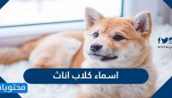 اسماء كلاب اناث مميزة 2025