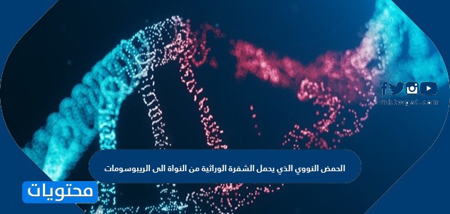 الحمض النووي الذي يحمل الشفرة الوراثية من النواة الى الريبوسومات