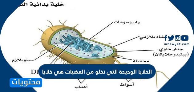نوع الخلايا في البدائيات والبكتيريا