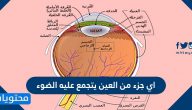 اي جزء من العين يتجمع عليه الضوء