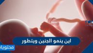 اين ينمو الجنين ويتطور وما هي مراحل نمو الجنين خلال فترة الحمل
