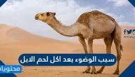 سبب الوضوء بعد اكل لحم الابل