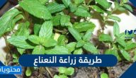 طريقة زراعة النعناع في المنزل وأهم الفوائد والاستخدامات النافعة للنعناع