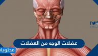 عضلات الوجه من العضلات