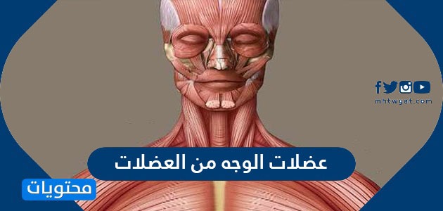 عضلات الوجه من العضلات