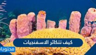كيف تتكاثر الاسفنجيات