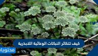 كيف تتكاثر النباتات الوعائية اللابذرية