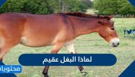 لماذا البغل عقيم؟ وأهم معلومات وحقائق عن البغال