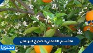 ما الإسم العلمي الصحيح للبرتقال