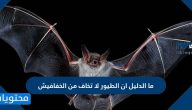 ما الدليل أن الطيور لا تخاف من الخفافيش
