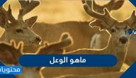 ما هو الوعل وأنواعه بالتفصيل