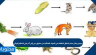 نموذج يمثل مسار انتقال الطاقة في المواد الغذائية من مخلوق حي إلى آخر في النظام البيئي