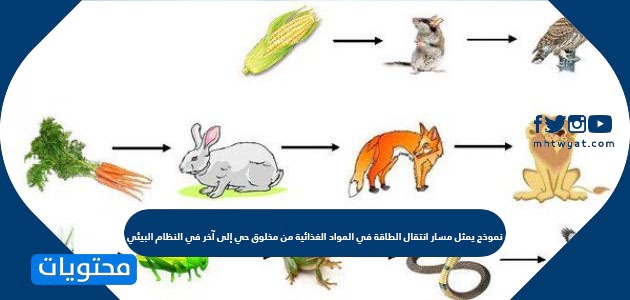 تمثل من مخلوق في السلسلة آخر الغذائية النظام الطاقة حي إلى البيئي انتقال حل سؤال