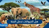 هل الحيوانات تدخل الجنة