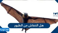 هل الخفاش من الطيور
