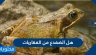 هل الضفدع من الفقاريات