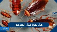 هل يجوز قتل الصرصور وما حكم رش النمل بالمبيدات الحشرية