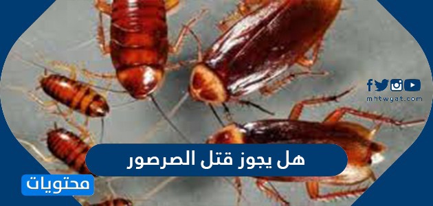 هل يجوز قتل الصرصور وما حكم رش النمل بالمبيدات الحشرية