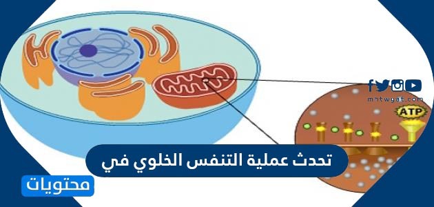 تحدث عملية التنفس الخلوي في موقع محتويات