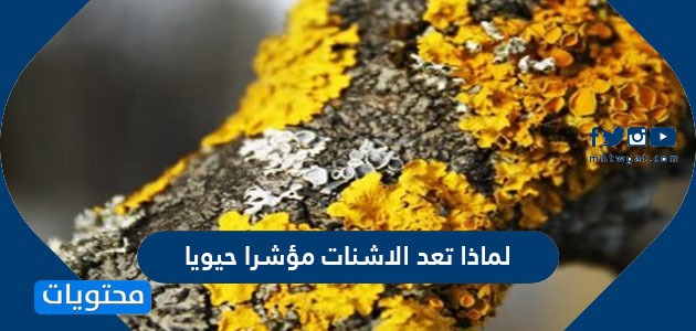 لماذا تعد الاشنات مؤشرا حيويا - موقع محتويات