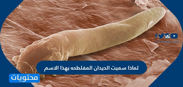 لماذا سميت الديدان المفلطحة بهذا الاسم موقع محتويات