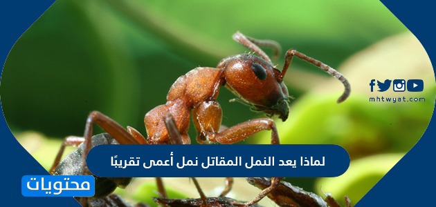 لماذا يعد النمل المقاتل نمل أعمى تقريب ا موقع محتويات