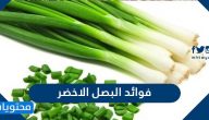 فوائد البصل الأخضر للاطفال والرجال والنساء