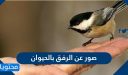 صور عن الرفق بالحيوان 2025 وأجمل ما قيل عن الرفق بهم
