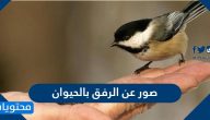 صور عن الرفق بالحيوان 2025 وأجمل ما قيل عن الرفق بهم