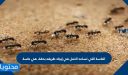 الحاسة التي تساعد النمل في إيجاد طريقه بدقة، هي حاسة