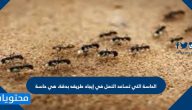 الحاسة التي تساعد النمل في إيجاد طريقه بدقة، هي حاسة