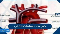 كم عدد صمامات القلب